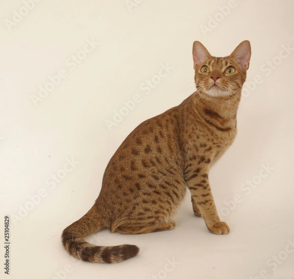 Obraz OCICAT.
