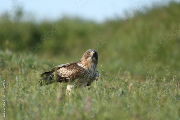 Fototapeta Booted Eagle (Hieraaetus pennatus)