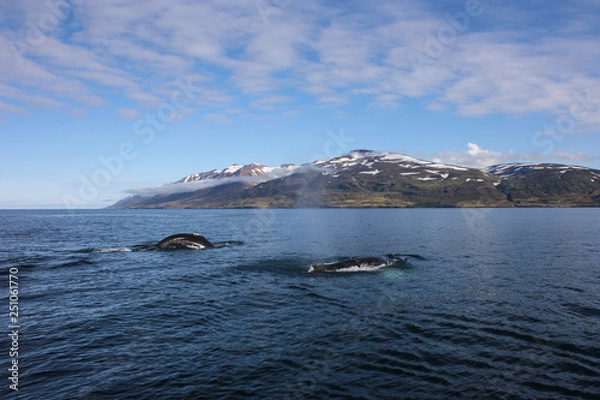 Fototapeta Two Humpback Whales while whale watching in Dalvik, Iceland