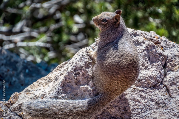 Obraz squirrel on a rock left profile