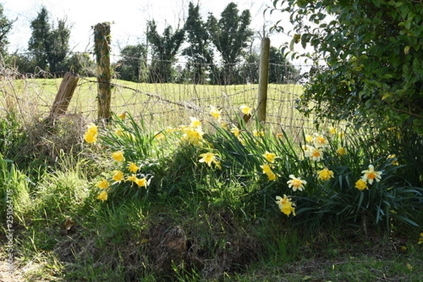 Obraz daffodils in the garden