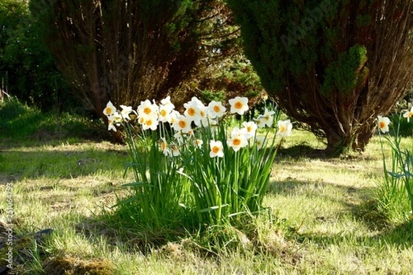 Obraz flowers in the garden