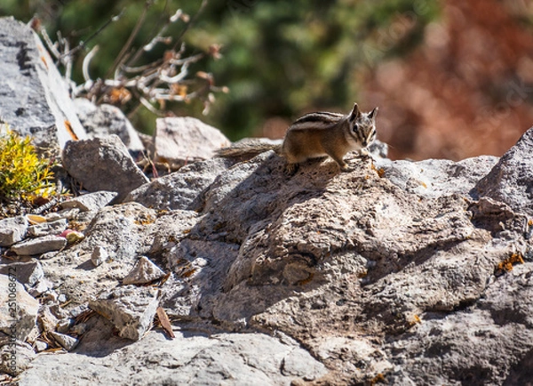 Obraz Chipmunk on rocks