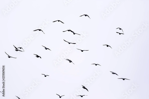 Obraz Flying birds on the white background
