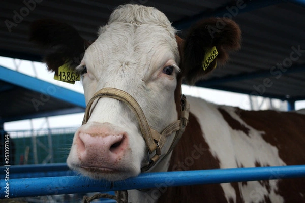 Fototapeta Cow on the farm with veterinary tags in the ears is in the pen animal