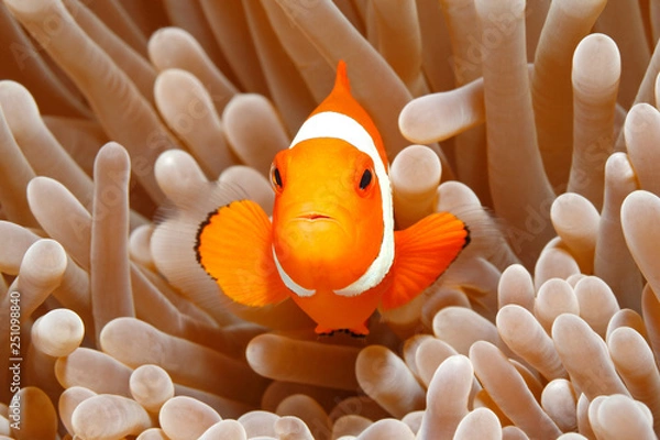 Fototapeta Clown Anemonefish, Amphiprion percula