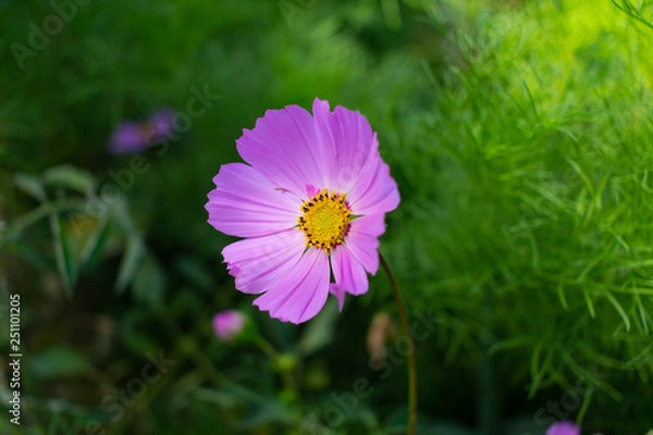 Obraz Pink and green