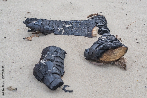 Fototapeta Beach campfire on  sand shore. Burned wood on white sand.