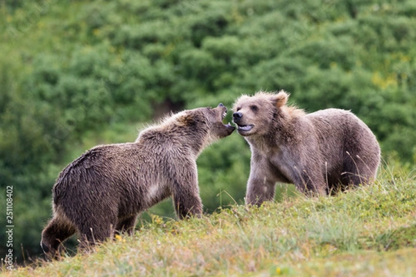 Fototapeta Bear cubs fighting