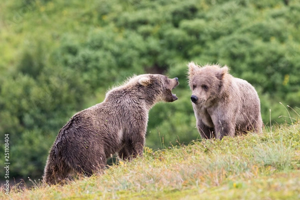 Fototapeta Bear cubs fighting