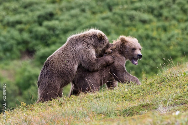 Fototapeta Bear cubs fighting