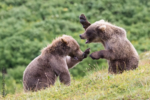 Fototapeta Bear cubs fighting