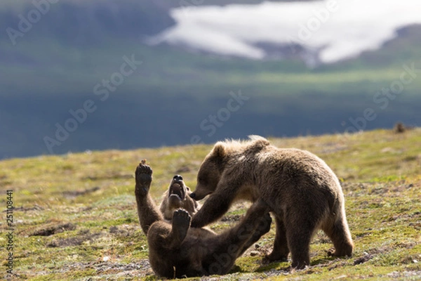 Fototapeta Bear cubs fighting