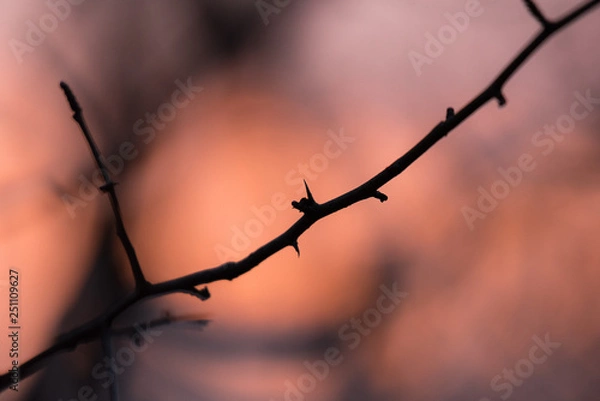 Obraz branch during a wintery sunset