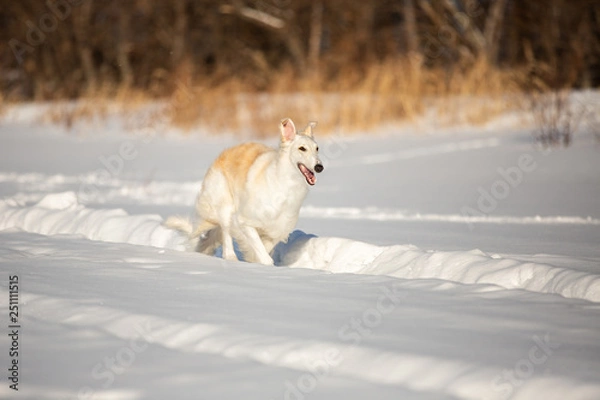 Fototapeta Happy beige Russian borzoi dog running on the snow in the winter field