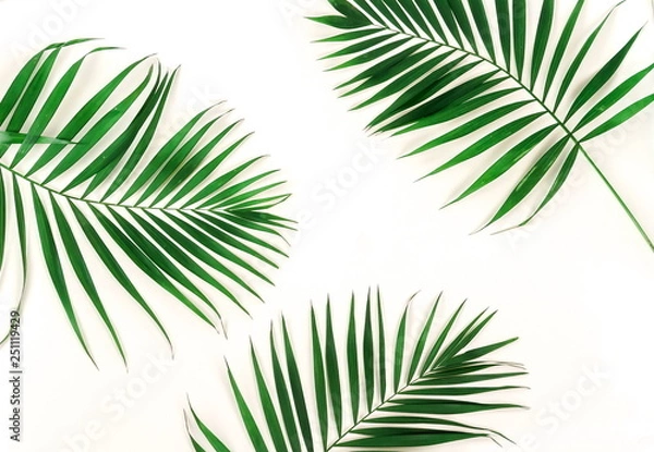 Obraz tropical green palm branches leaves pattern frame on a white background. top view.copy space.abstract.