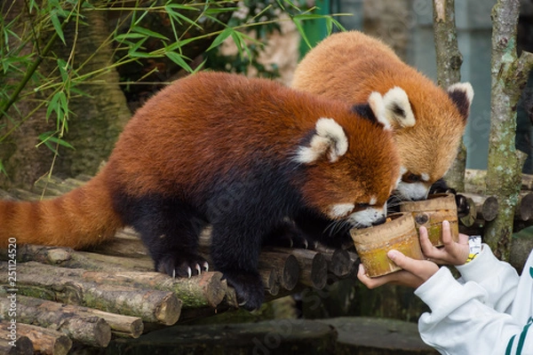 Obraz Two red pandas from Bogor Safari Park that are specially brought from China are enjoying the food provided by visitors.