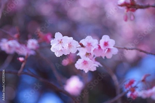 Fototapeta 東京の桜