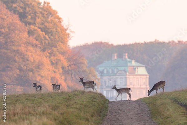 Obraz Fallow Deer, Dama dama, females and fawns crossing the dirt road in Dyrehave, Denmark. The Hermitage Palace out of focus in the background.