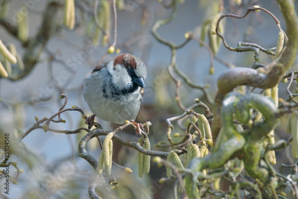 Fototapeta Spatz im Winter