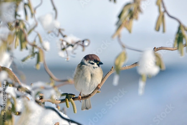 Obraz Spatz im Winter