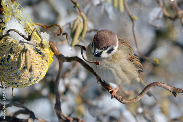 Obraz Spatz im Winter
