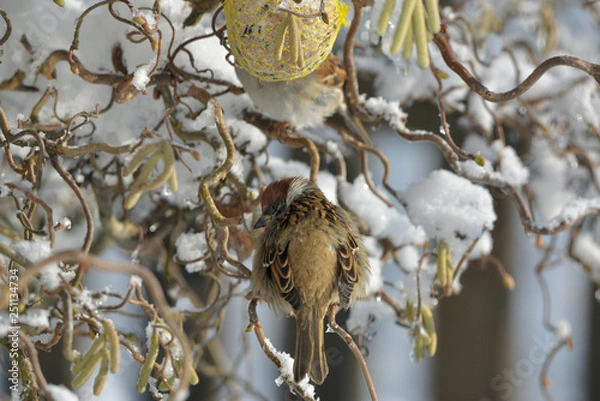 Obraz Spatz im Winter