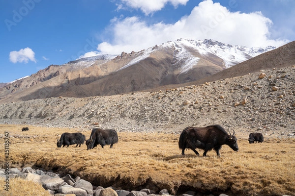 Fototapeta A view of a group of yak is eating in the field with the snow mountain in Ladakh, India.