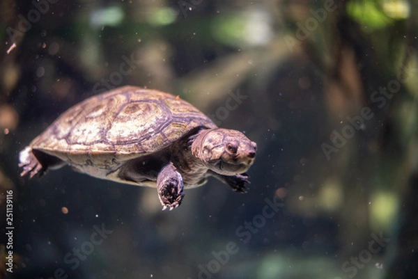 Fototapeta Arrau turtle (Podocnemis expansa) swimming in a river