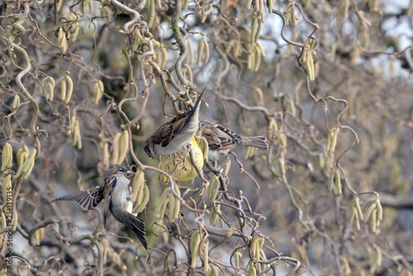 Obraz Spatzen am Futterknödel