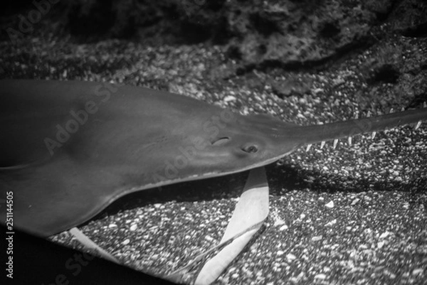 Fototapeta Largetooth sawfish relaxing in the bottom of the ocean
