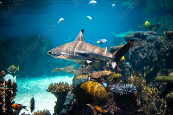 Fototapeta Blacktip reef shark  swimming in a coral reef,