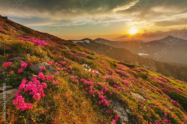 Fototapeta Flowering of Carpathian rhododendron on the Ukrainian mountain slopes overlooking the summits of Hoverla and Petros with a fantastic morning and evening sky with colorful clouds.