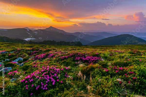 Fototapeta Flowering of Carpathian rhododendron on the Ukrainian mountain slopes overlooking the summits of Hoverla and Petros with a fantastic morning and evening sky with colorful clouds.
