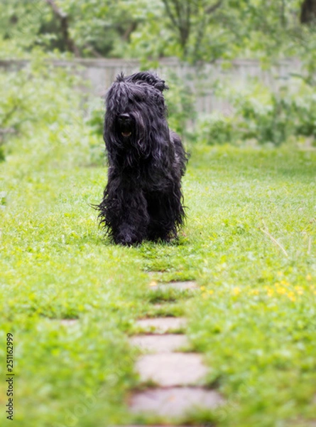 Obraz dog in green grass