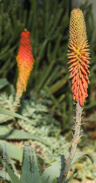 Obraz Spring Flowers