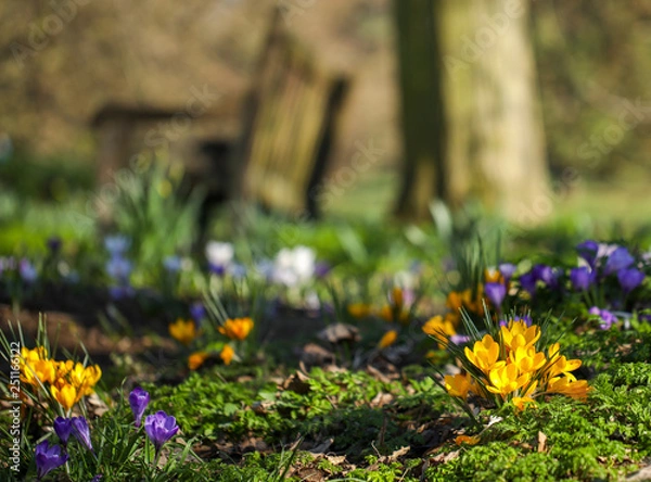 Fototapeta Spring Flowers