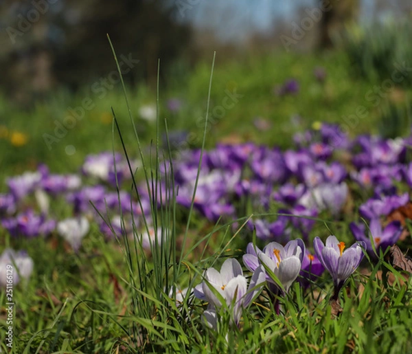 Obraz Spring flowers