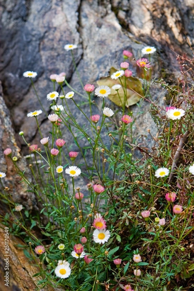 Obraz White and rose flowers