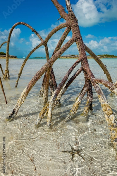 Obraz Mangrove Fingers