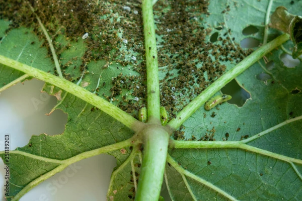 Fototapeta Pests, Cotton Aphid, Cotton Bollworm, Pseudococcidae and Thrips palmi karny on a okra leave