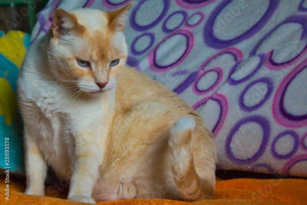 Fototapeta Beauty siamese cat red-point.