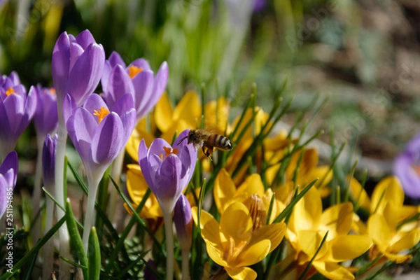 Obraz Krokusy i pszczoły v2