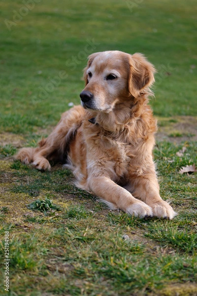 Obraz Golden retriever, dog