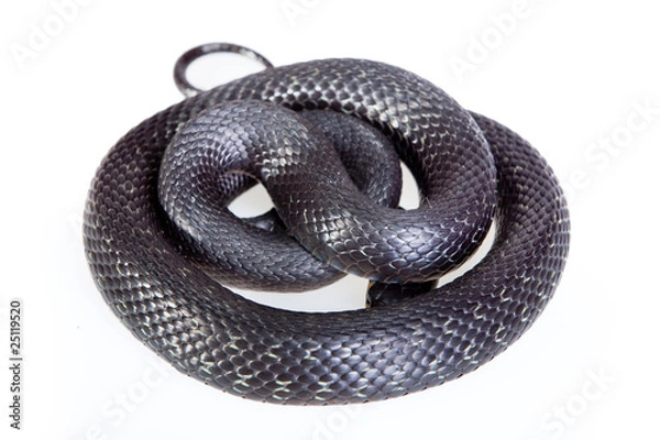 Obraz Snake studio shot.