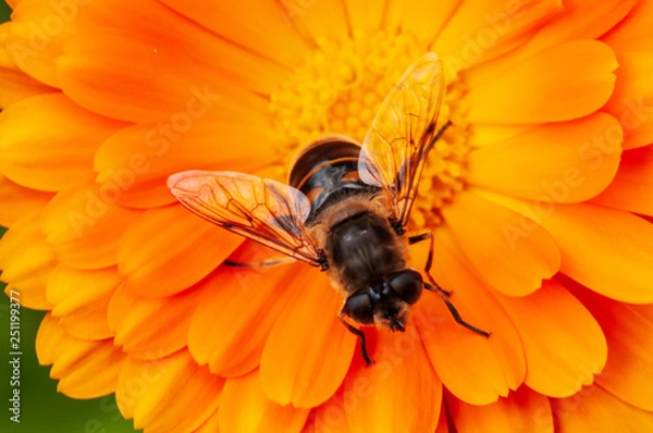 Fototapeta Calendula officinalis, marigold in a herb garden in a sunlight  with honey bee