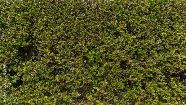 Obraz Bush texture on the Japanese side 