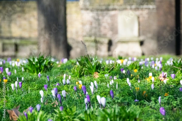 Fototapeta Purple, white and  yellow crocus flowers in field of grass with tree and old stone building in background