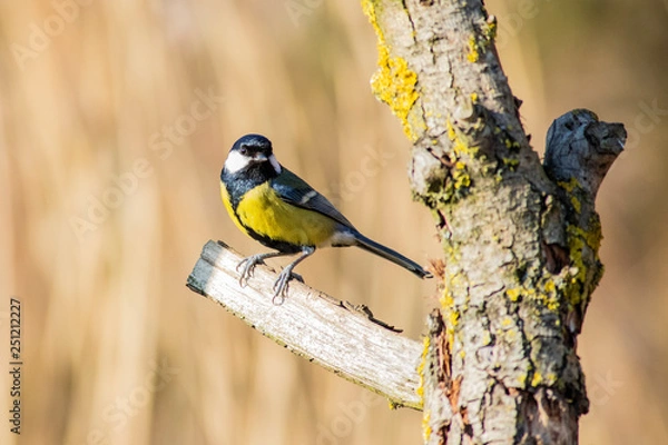 Fototapeta Great Tit, Parus major, perched on a branch, looking towards camera