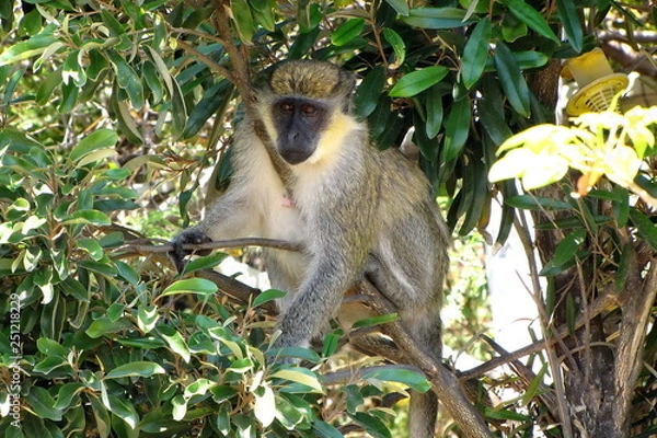 Obraz Monkey on the Tree in St. Kitts